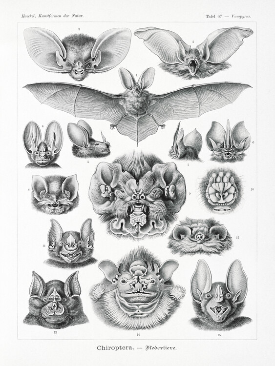 Poster Chiroptera–Fledertiere