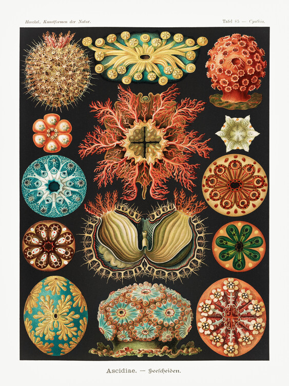 Plakat Ascidiae–Seescheiden