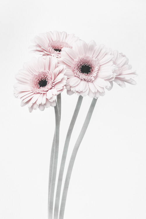 Poster Pink Flowers