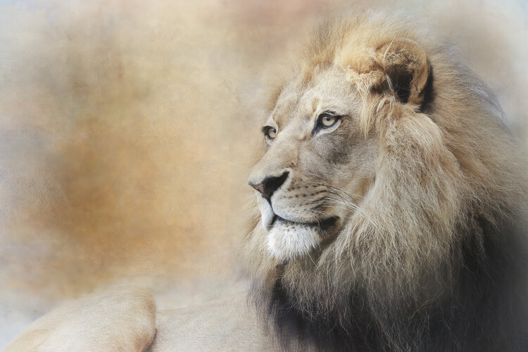 Canvas Print In Deep Thought