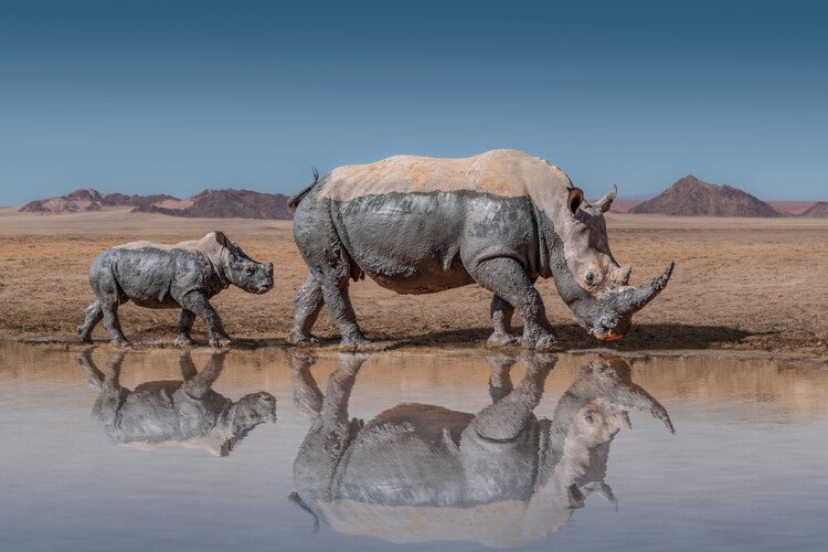 Canvas Print RhinosWalk