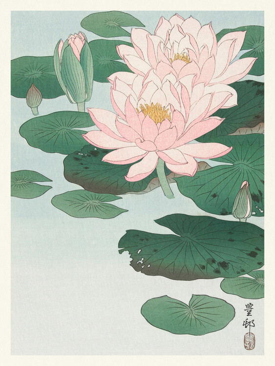 Poster Water Lily