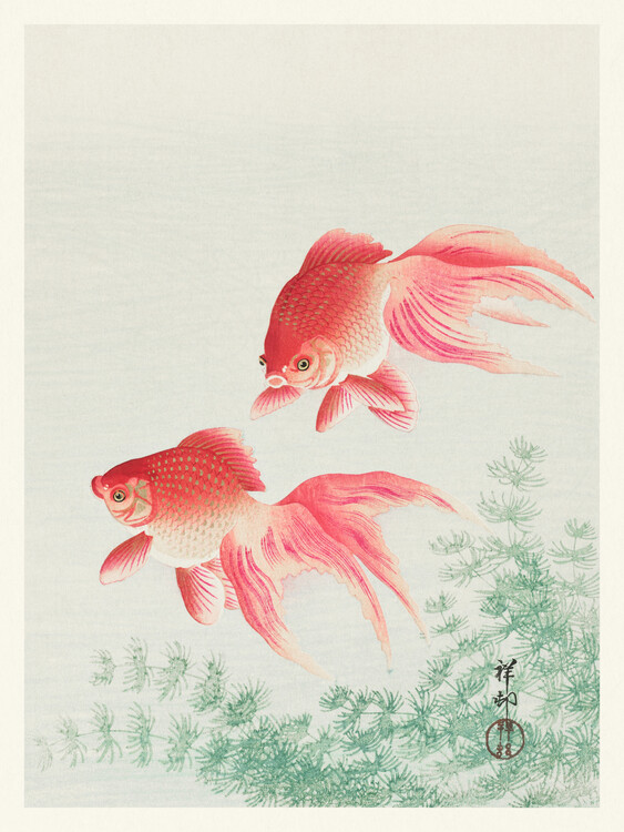Wall Mural Two Veil Goldfish
