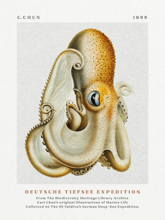 Poster Deutsche Tiefsee Expedition Poster No.1 (Vintage Octopus) - Carl Chun