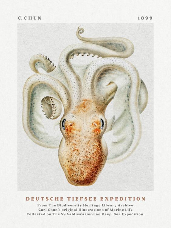 Poster Deutsche Tiefsee Expedition Poster No.2 (Vintage Octopus) - Carl Chun
