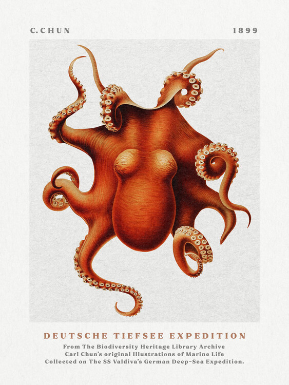 Poster Deutsche Tiefsee Expedition Poster No.3 (Vintage Octopus) - Carl Chun