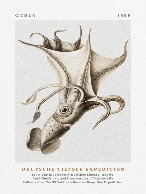 Poster Deutsche Tiefsee Expedition Poster No.4 (Vintage Octopus) - Carl Chun