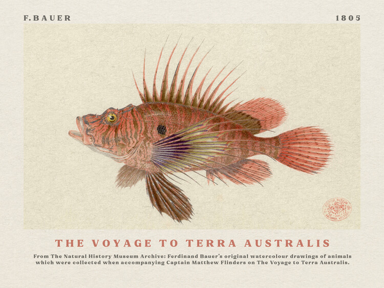 Poster Watercolour Lionfish from The Voyage to Terra Australis (Vintage Academia) - Ferdinand Bauer