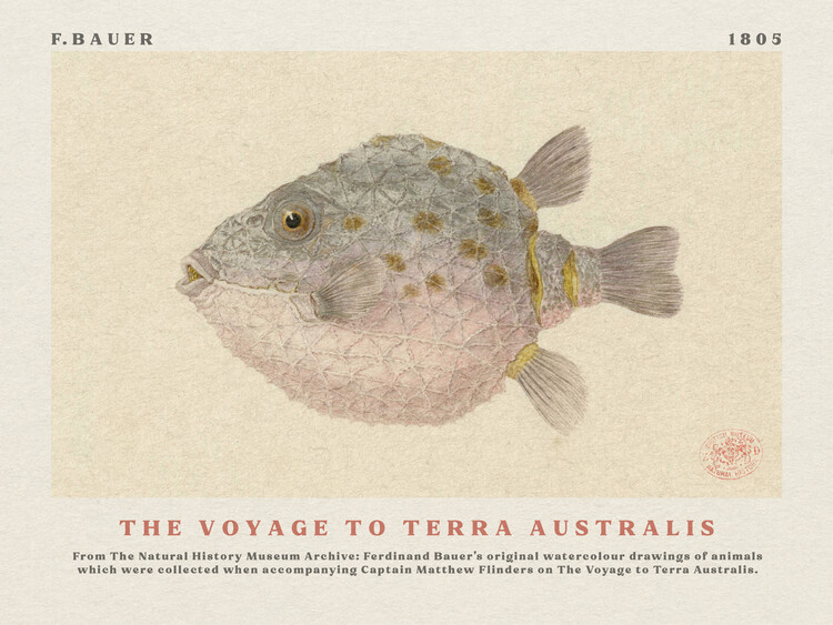 Poster Watercolour Boxfish from The Voyage to Terra Australis (Vintage Academia) - Ferdinand Bauer