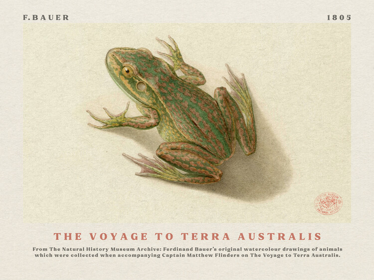 Poster Watercolour Frog from The Voyage to Terra Australis (Vintage Academia) - Ferdinand Bauer