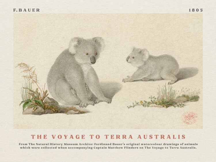 Poster Watercolour Koalas from The Voyage to Terra Australis (Vintage Academia) - Ferdinand Bauer