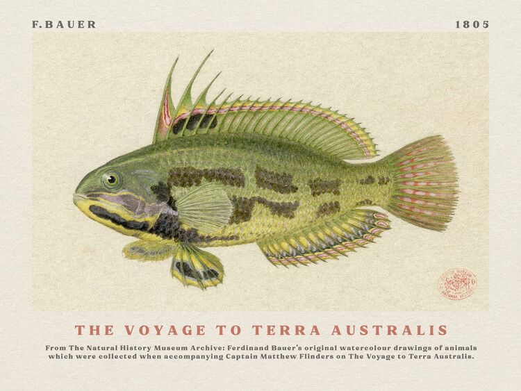 Poster Watercolour Rainbow Cale Fish from The Voyage to Terra Australis (Vintage Academia) - Ferdinand Bauer