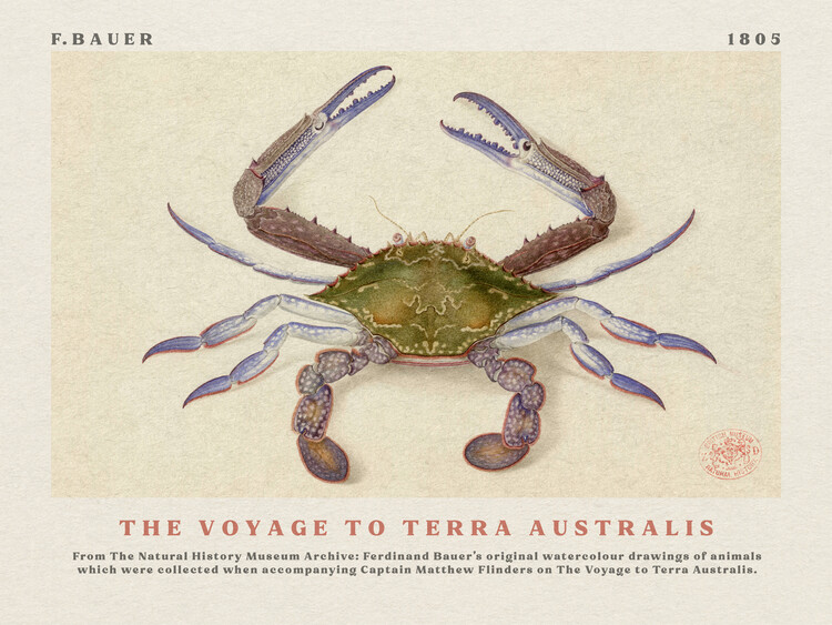 Poster Watercolour Crab from The Voyage to Terra Australis (Vintage Academia) - Ferdinand Bauer
