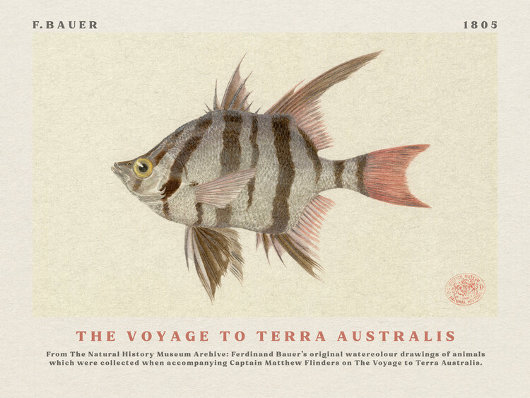 Poster Watercolour Old Wife Fish from The Voyage to Terra Australis (Vintage Academia) - Ferdinand Bauer