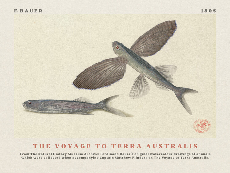 Poster Watercolour Flying Fish from The Voyage to Terra Australis (Vintage Academia) - Ferdinand Bauer