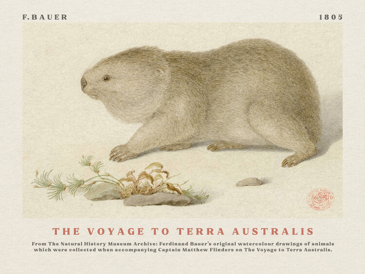 Poster Watercolour Wombat from The Voyage to Terra Australis (Vintage Academia) - Ferdinand Bauer