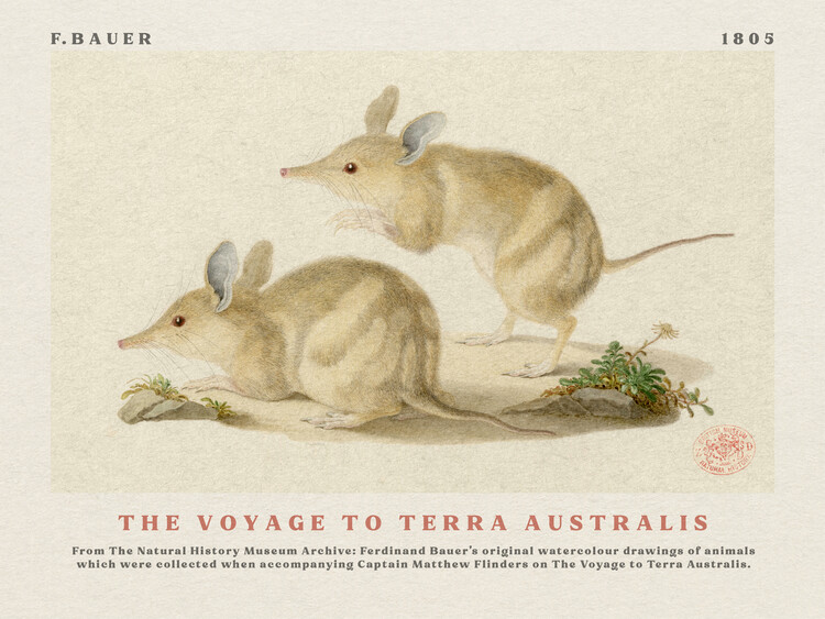 Poster Watercolour Bandicoots from The Voyage to Terra Australis (Vintage Academia) - Ferdinand Bauer
