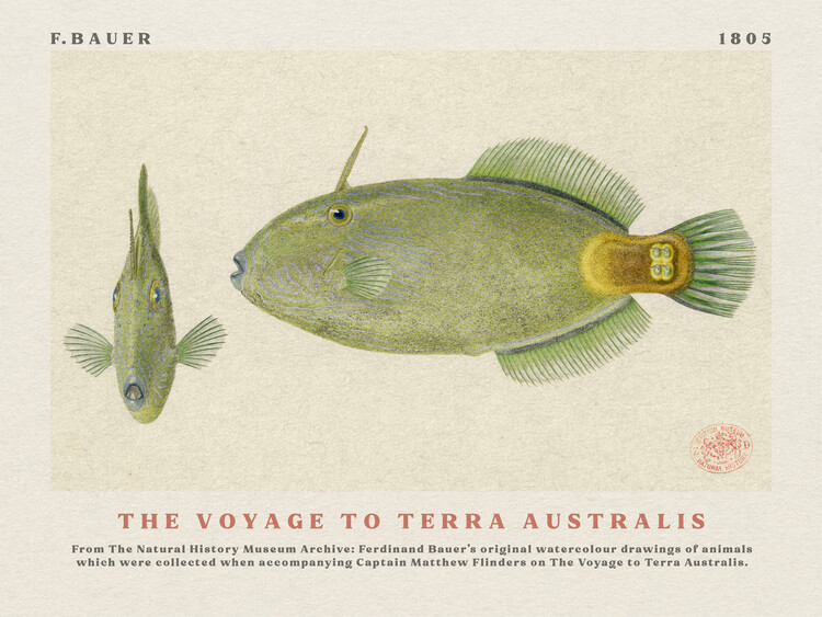 Poster Watercolour Spinytail Leatherjacket Fish from The Voyage to Terra Australis (Vintage Academia) - Ferdinand Bauer