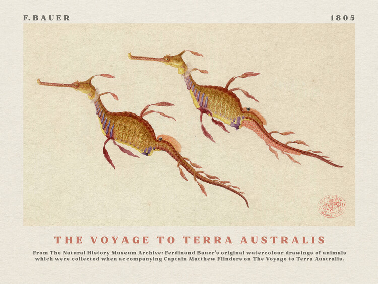 Poster Watercolour Seahorses from The Voyage to Terra Australis (Vintage Academia) - Ferdinand Bauer