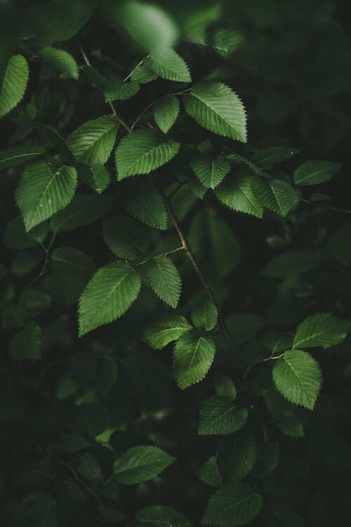 Poster Plantas en la oscuridad