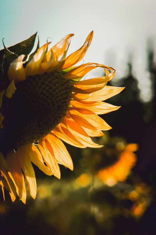 Poster Girasoles de la Costa Brava