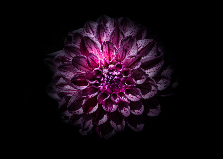 Плакат Backyard Flowers No 57 Color Version