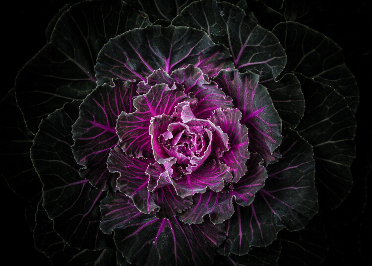 Плакат Backyard Flowers No 100 Color Version