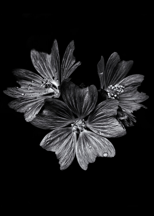 Плакат Backyard Flowers In Black And White No 11