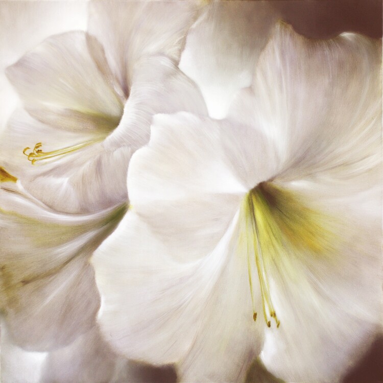 Poster White amaryllis