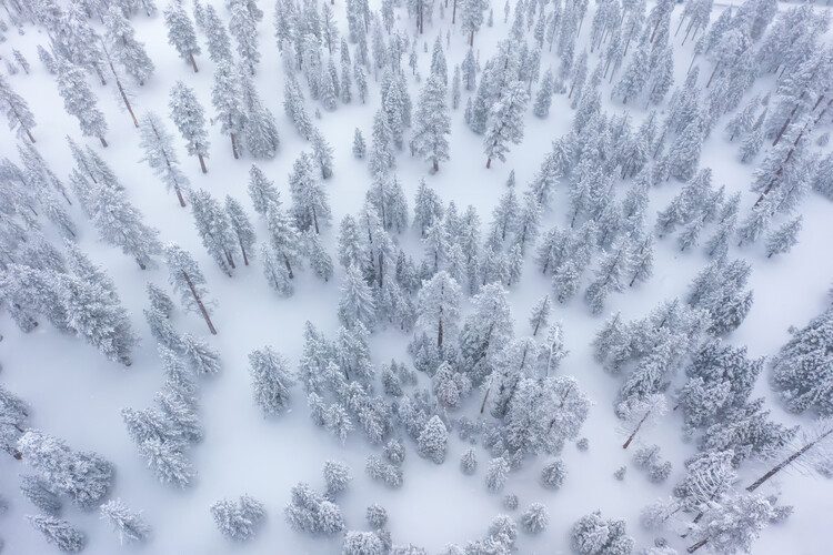 Póster Winter Forest