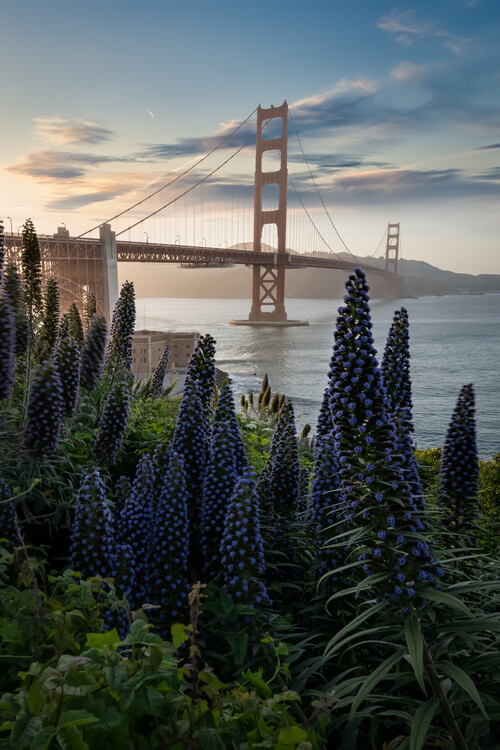 Poster Golden Gate At The Presidio