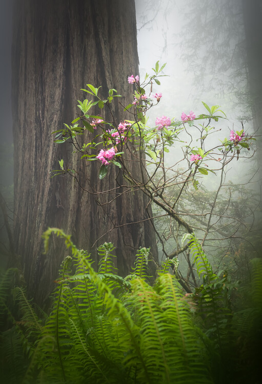 Póster Flowers of Damnation