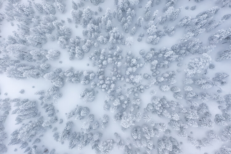 Póster Snowy Forest