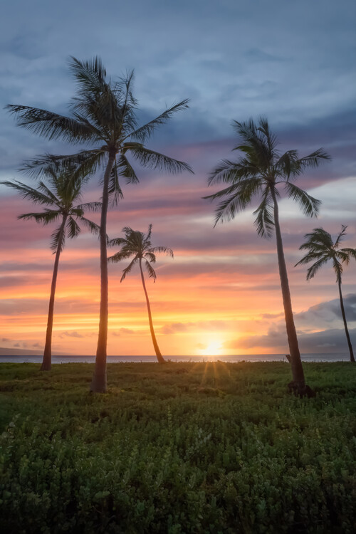 Póster Maui Sunset