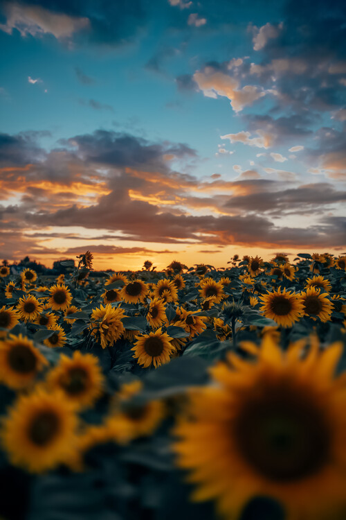 Poster Grab Some Sun