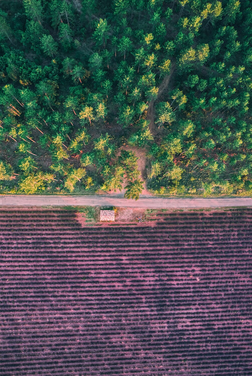 Poster Green Vs Purple