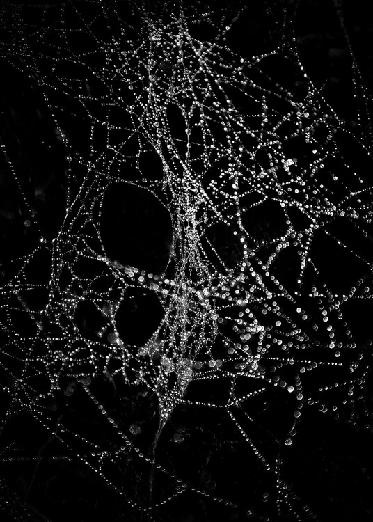 Плакат Spiderweb No 4