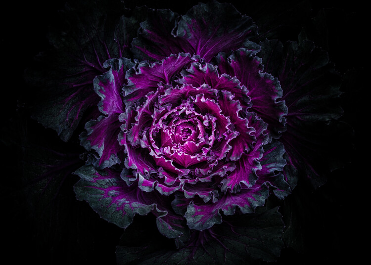 Плакат Backyard Flowers No 95 Color Version