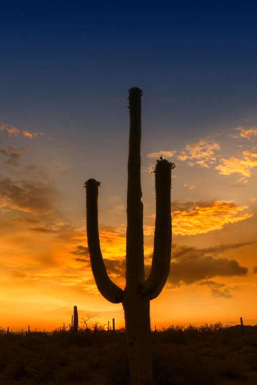Poster SAGUARO NATIONAL PARK Bright Sunset
