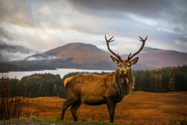 Levně Plakát, Obraz - Scottish Stag, Adrian Popan, 40 × 26.7 cm