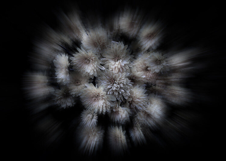 Плакат Backyard Flowers No 29 Color Flow Version