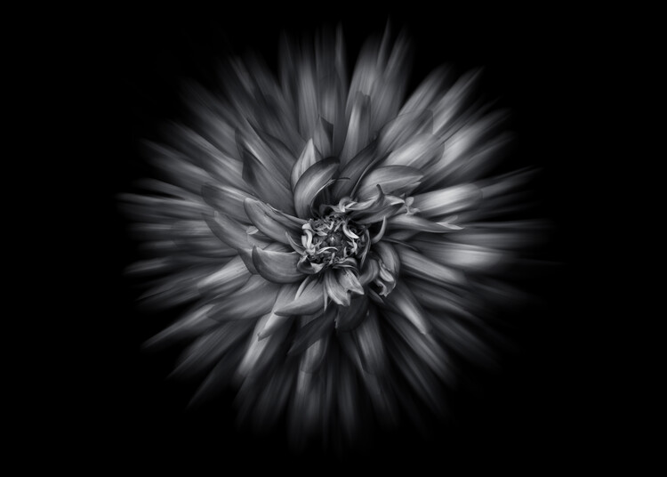Плакат Backyard Flowers In Black And White No 20 Flow Version