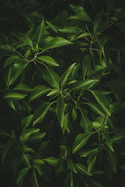 Poster Mosaico verde