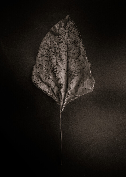 Плакат Leaves No 10