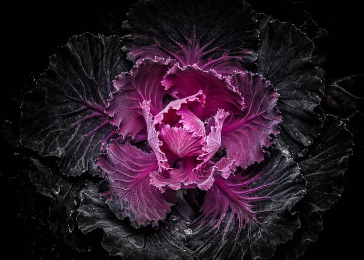 Плакат Backyard Flowers No 103 Color Version
