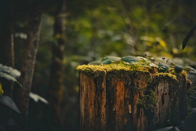 Плакат Forest details