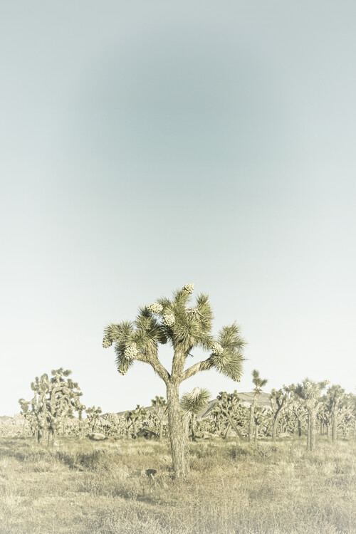 Poster Vintage Joshua Tree