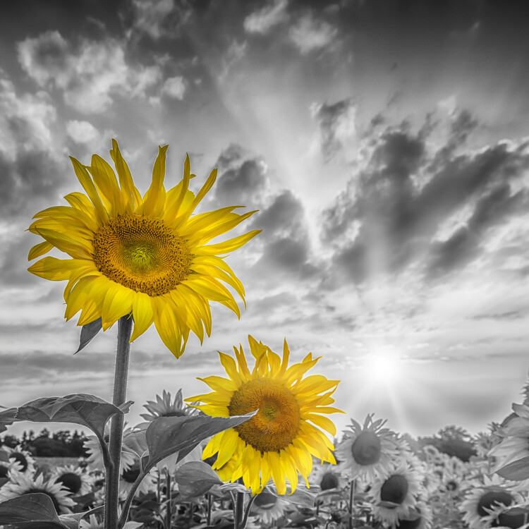 Poster Focus on two sunflowers