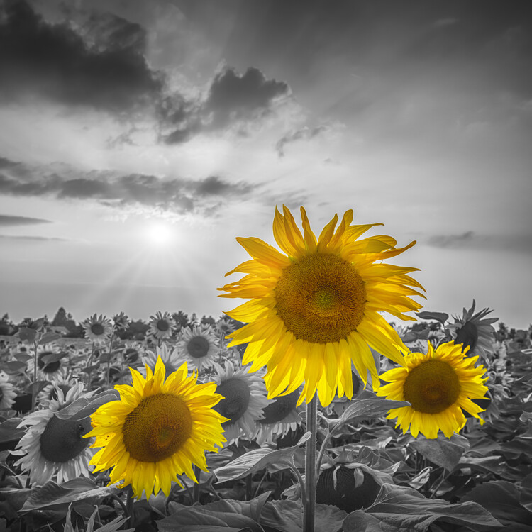 Poster Sunset with beautiful yellow pop sunflowers