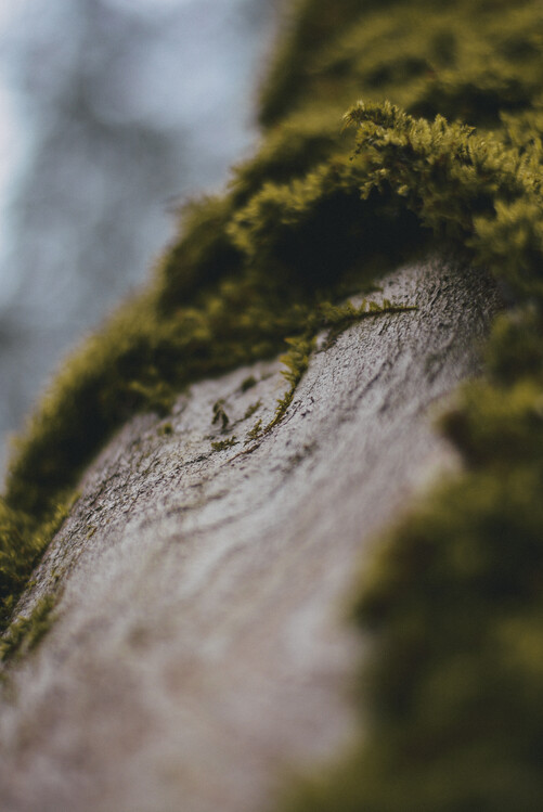Плакат Tree